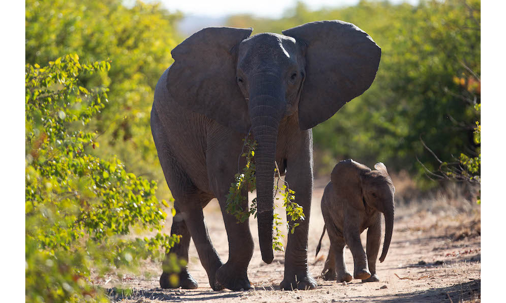 Moving Giants- elephants on the VLNR