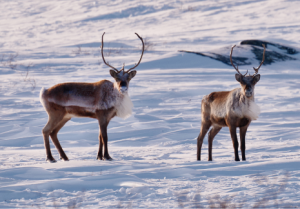 Le RJC nomme la responsable éthique de De Beers au poste de directrice exécutive